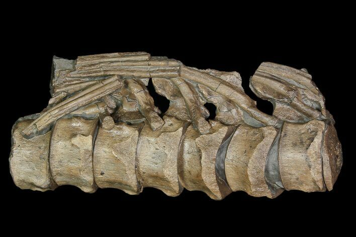 Articulated Ichthyosaurus (Stenopterygius) Vertebra - Germany #92579